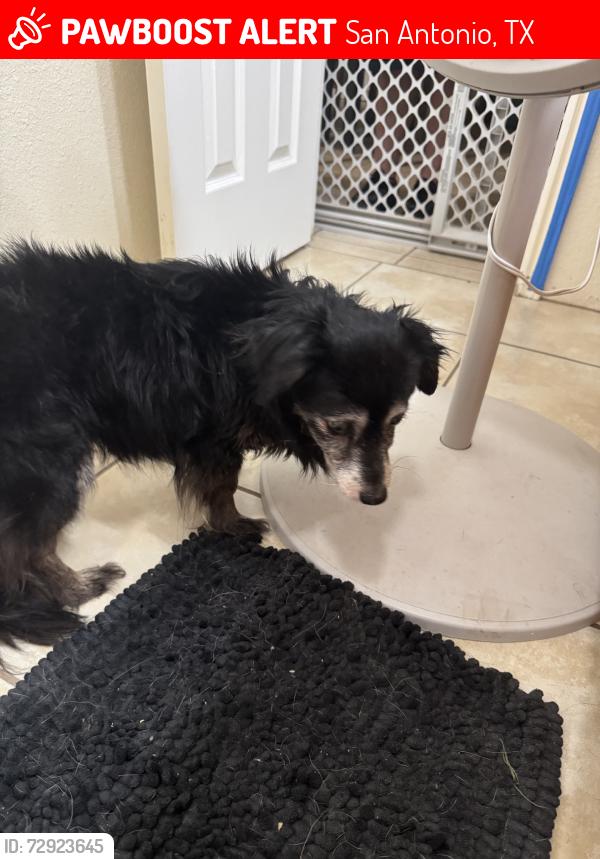 Lost Female Dog last seen Ridge medow and Green  circle, San Antonio, TX 78233