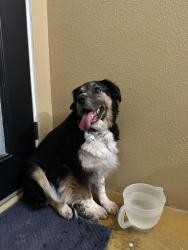 Reunited Unknown Dog last seen MLK and I25, Albuquerque, NM 87106