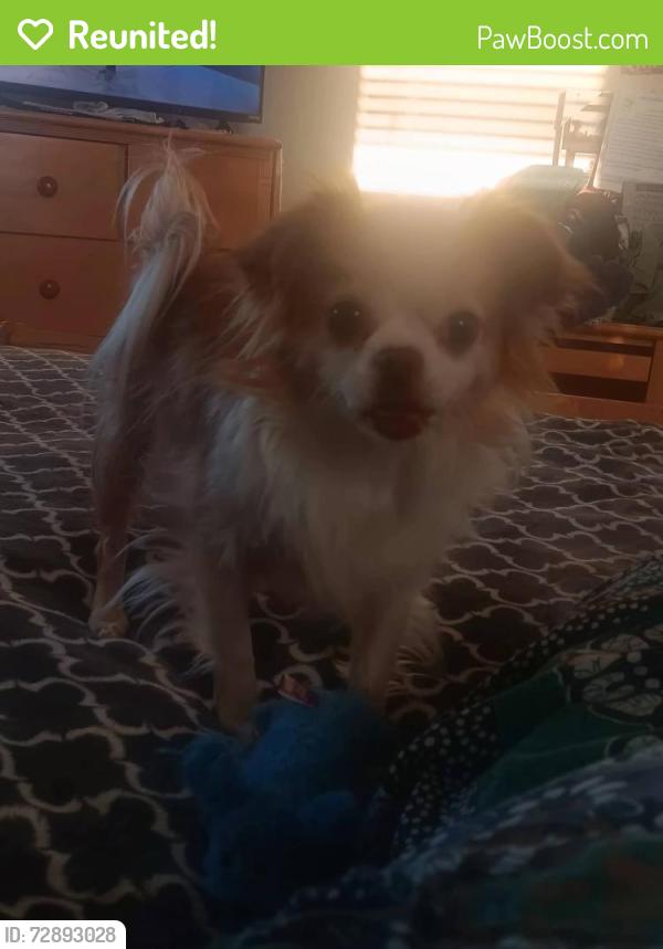 Reunited Male Dog last seen Beaumont and Dixianne, Sacramento, CA 95815