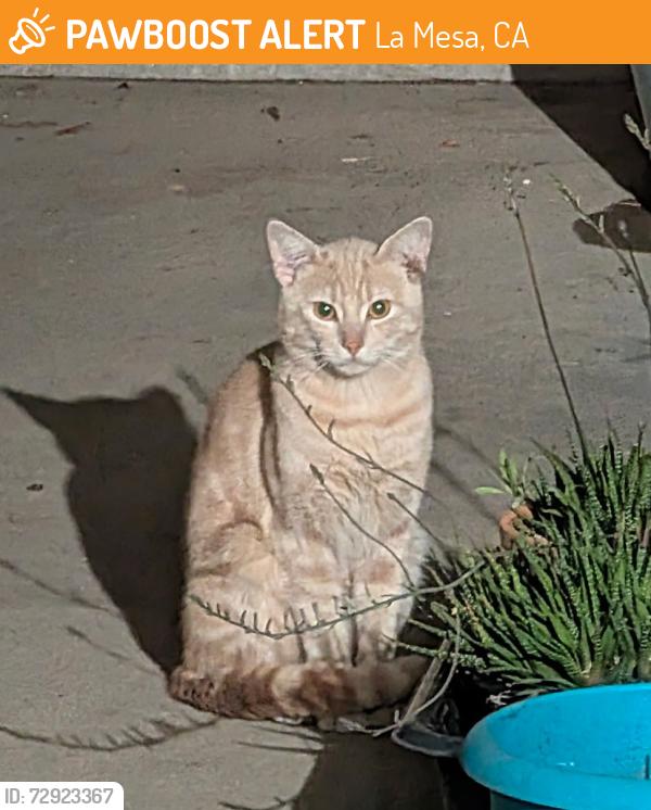 Found/Stray Unknown Cat last seen Colony, Camellia Dr, Harbinson, La Mesa, CA 91942