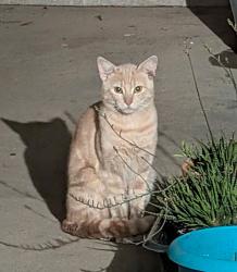 Found/Stray Unknown Cat last seen Colony, Camellia Dr, Harbinson, La Mesa, CA 91942