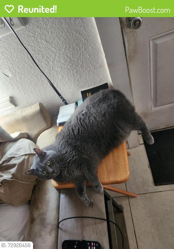 Reunited Male Cat last seen 18th ave west and 14th st west, Bradenton, FL 34205