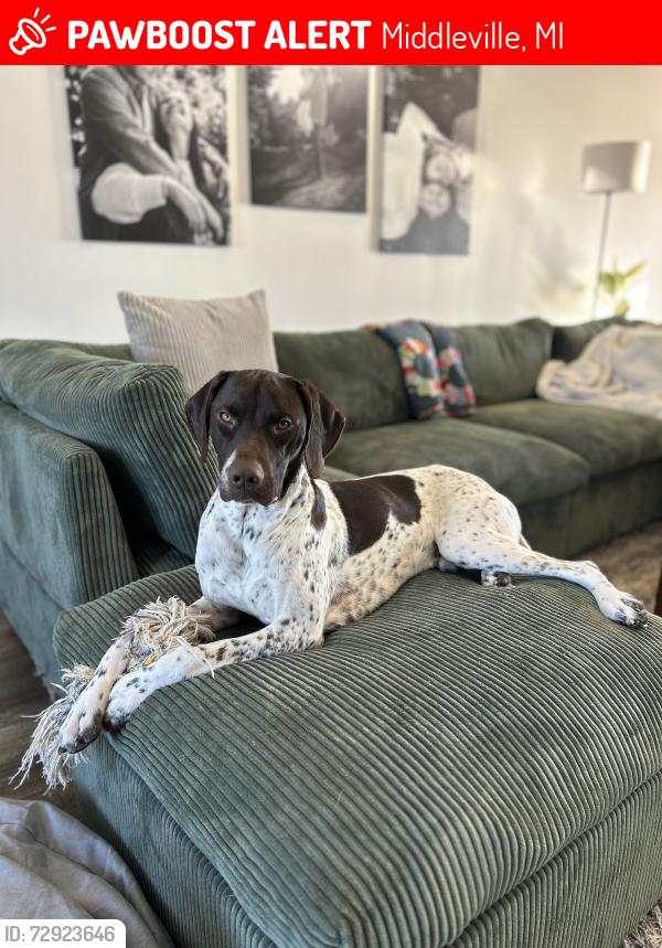 Lost Male Dog last seen Between Finkbeiner Rd and Green Lake rd, Middleville, MI 49333