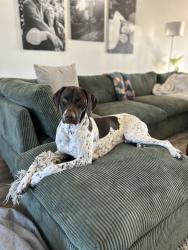 Lost Male Dog last seen Between Finkbeiner Rd and Green Lake rd, Middleville, MI 49333