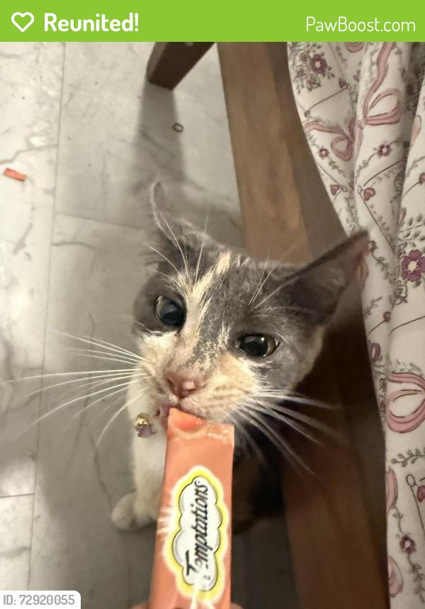 Reunited Female Cat last seen Frost Park, Melrose Park, IL, Melrose Park, IL 60160