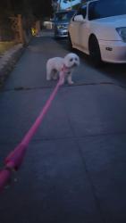 Reunited Unknown Dog last seen Thornally ave., San Leandro, CA 94578