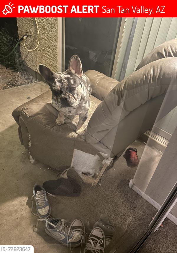 Lost Male Dog last seen Happy jack dr, San Tan Valley, AZ 85143