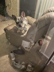 Lost Male Dog last seen Happy jack dr, San Tan Valley, AZ 85143