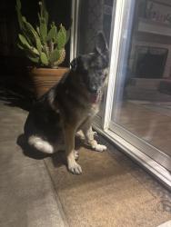 Reunited Female Dog last seen Brooktree Park, Citrus Heights, CA 95621