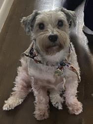 Reunited Male Dog last seen Near 21 96st East Elmhurst , Queens, NY 11369