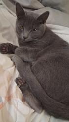 Reunited Male Cat last seen Mein y broadwey, Los Angeles, CA 90061
