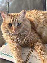 Lost Male Cat last seen Butte rd, Edenwold No. 158, SK S0G 3Z0