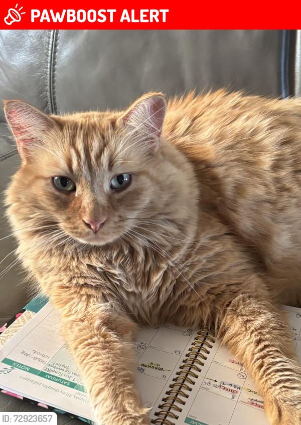 Lost Male Cat last seen Butte rd, Edenwold No. 158, SK S0G 3Z0