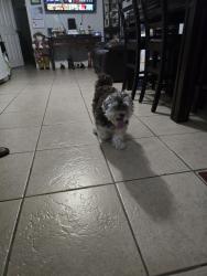 Reunited Male Dog last seen Back side of cementary , Miami-Dade County, FL 33168