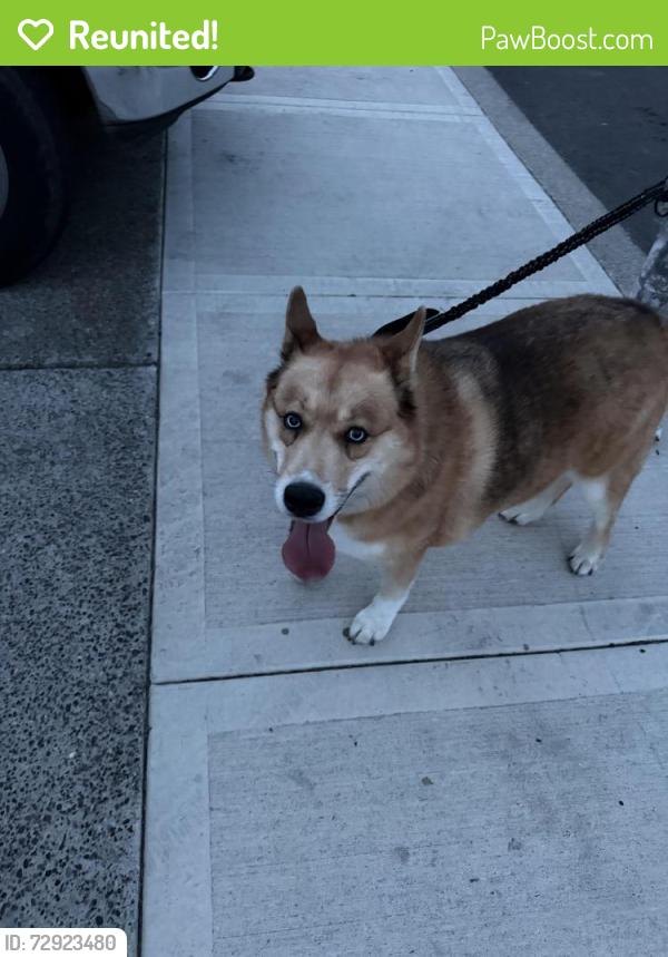 Reunited Female Dog last seen Near ne ridge run ln, Estacada, OR 97023
