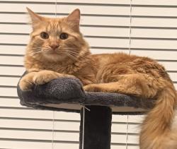 Reunited Male Cat last seen Kenwood st, Mesa, AZ 85213