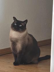 Reunited Male Cat last seen Briarwood and Park Crest, Vancouver, WA 98683