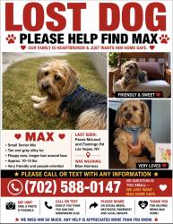 Reunited Male Dog last seen Pecos mcleod and flamingo rd, Las Vegas, NV 89121