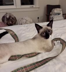 Reunited Male Cat last seen Near N Ross St, Santa Ana, CA 92706, USA, Santa Ana, CA 92706