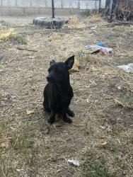 Reunited Male Dog last seen Shady Glen ln next to baseball field , San Bernardino, CA 92408