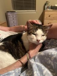 Reunited Female Cat last seen snowdrift trail & wolf creek way, Round Rock, TX 78664