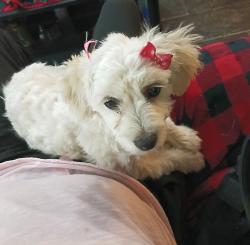 Lost Female Dog last seen County Road 130, Midland, TX 79706