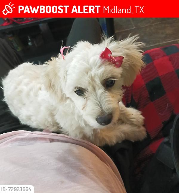 Lost Female Dog last seen County Road 130, Midland, TX 79706