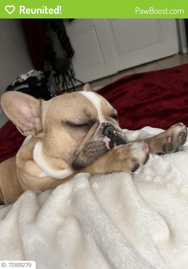 Reunited Male Dog last seen Warm springs and decatur, Las Vegas, NV 89139