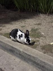 Found/Stray Unknown Rabbit last seen Durant Avenue , Oakland, CA 94603