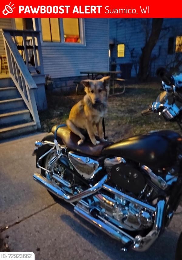 Lost Male Dog last seen McDonald's around the storage buildings , Suamico, WI 54173