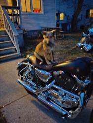 Lost Male Dog last seen McDonald's around the storage buildings , Suamico, WI 54173