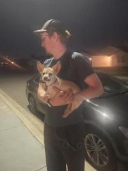Found/Stray Unknown Dog last seen Arthur and Wrigley , Pasco, WA 99301
