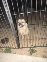 Reunited Male Dog last seen Joshua st , Hesperia, CA 92345
