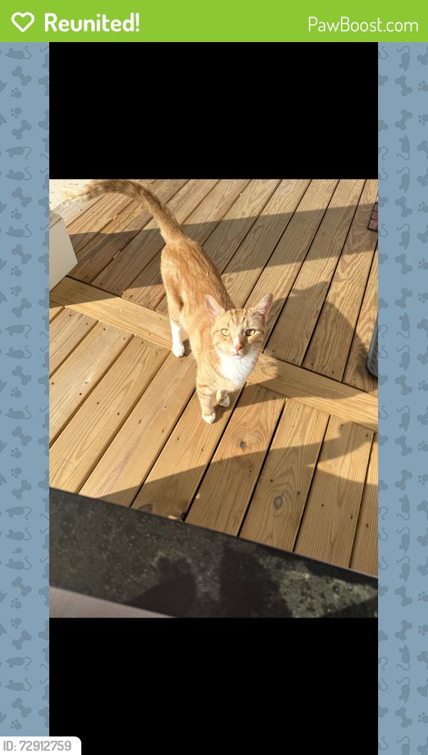 Reunited Male Cat last seen Near Wanymala Road, Richmond, VA 23229