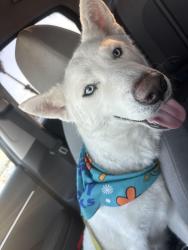 Reunited Female Dog last seen Orchard Lane, Ontario, CA 91764