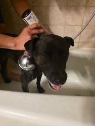 Reunited Male Dog last seen At the golf course, Memphis, TN 38016