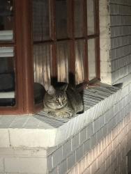 Lost Female Cat last seen Speedway and Cambell, Tucson, AZ 85719