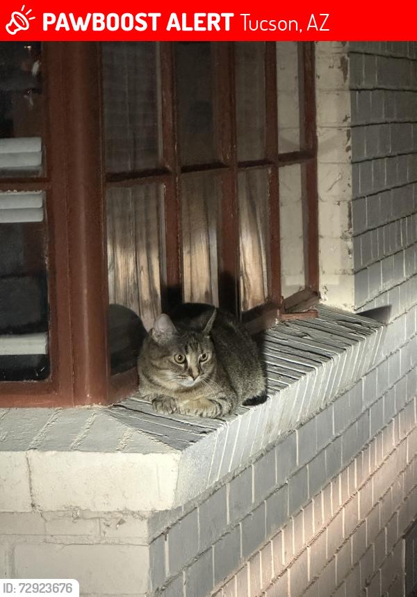 Lost Female Cat last seen Speedway and Cambell, Tucson, AZ 85719