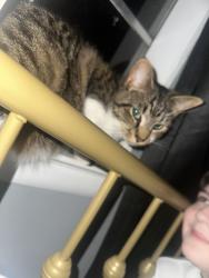 Lost Male Cat last seen Stone church , Ringgold, GA 30736