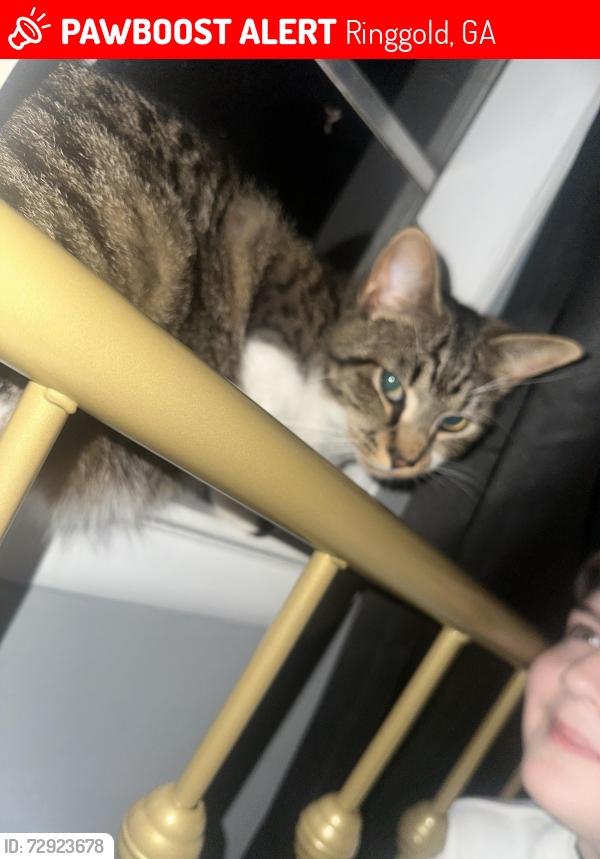 Lost Male Cat last seen Stone church , Ringgold, GA 30736