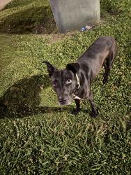 Found/Stray Male Dog last seen In the apmt complex at night , Dallas, TX 75243