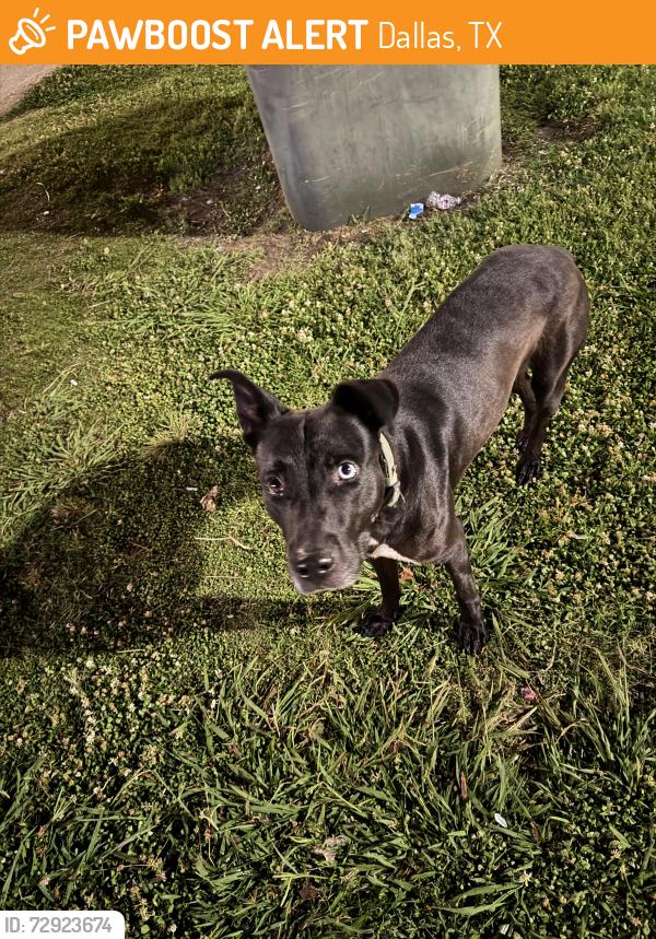 Found/Stray Male Dog last seen In the apmt complex at night , Dallas, TX 75243