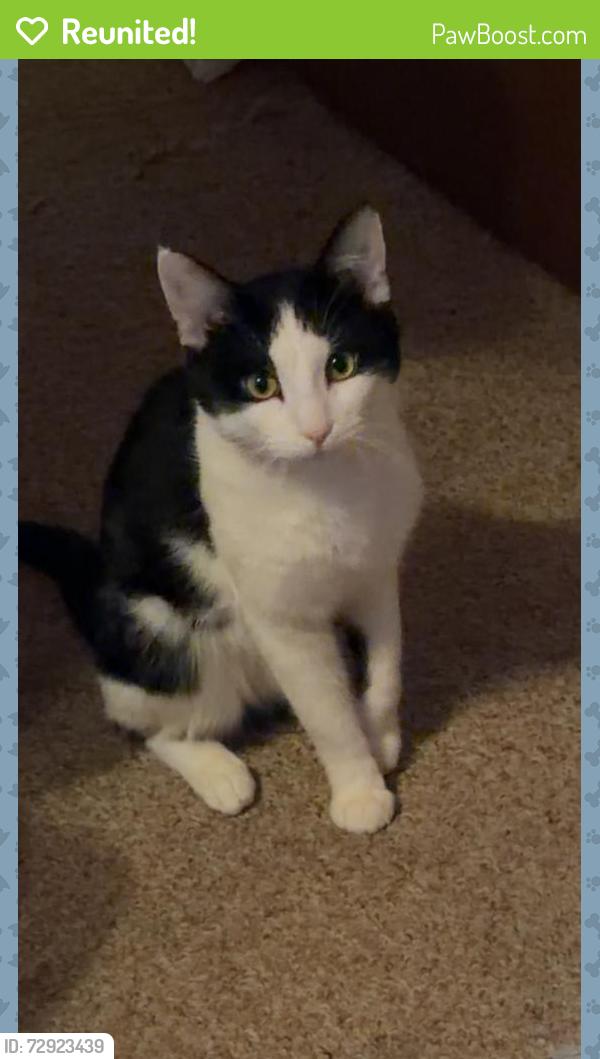 Reunited Male Cat last seen appleblossom drive and bryd avenue , Neenah, WI 54956