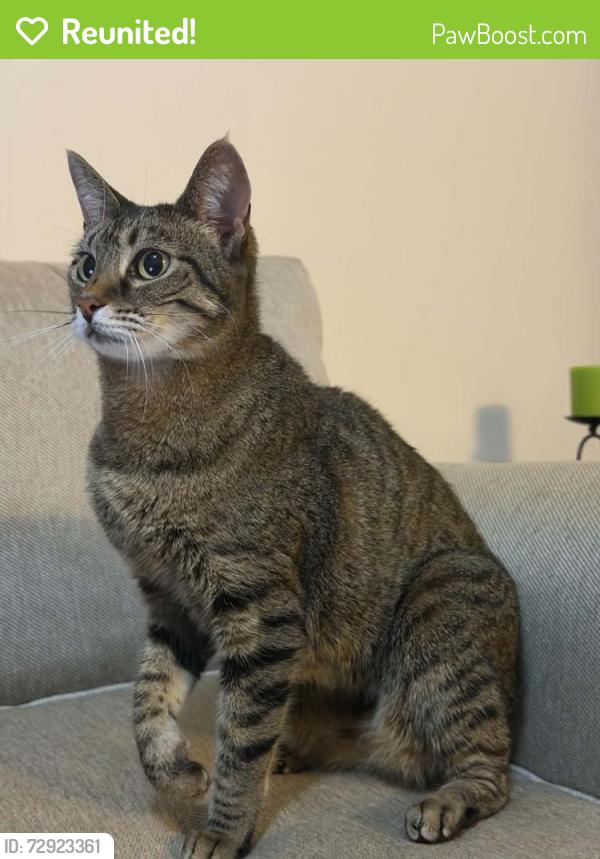 Reunited Female Cat last seen Tivoli apmt building 1350, Oviedo, FL 32765