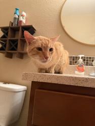 Found/Stray Unknown Cat last seen CIMARRON and FARM, Las Vegas, NV 89131