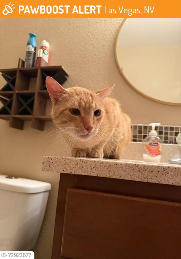 Found/Stray Unknown Cat last seen CIMARRON and FARM, Las Vegas, NV 89131