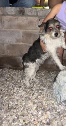 Found/Stray Male Dog last seen Civic Center Drive, North Las Vegas, NV 89030