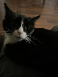 Lost Male Cat last seen Last seen in the afternoon of may 12 in st Clement’s crossing , Lexington Park, MD 20653