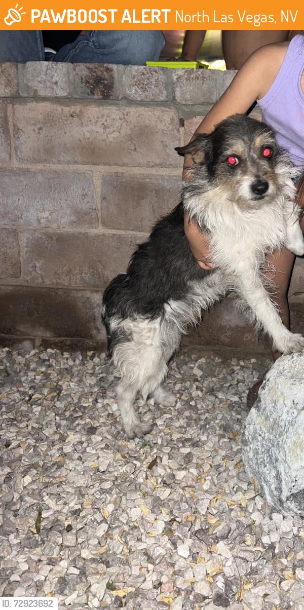 Found/Stray Male Dog last seen Civic Center Drive, North Las Vegas, NV 89030