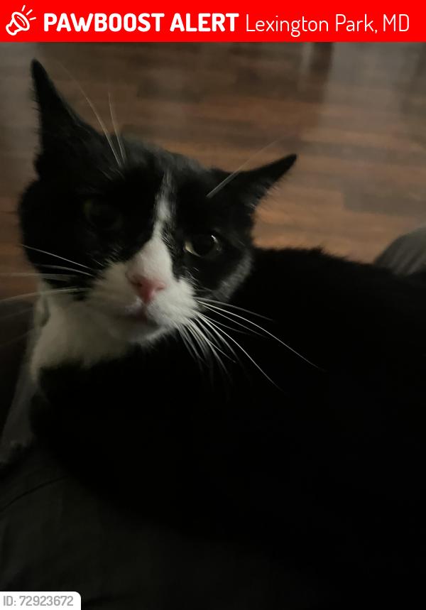 Lost Male Cat last seen Last seen in the afternoon of may 12 in st Clement’s crossing , Lexington Park, MD 20653